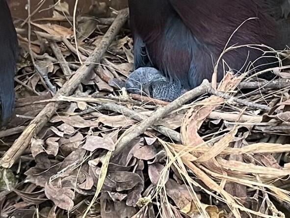 １０数年ぶり⁉オウギバトの雛｜動物たちのおはなし｜公園だより｜到津 ...